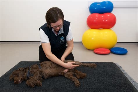 Animate Veterinary Physiotherapy